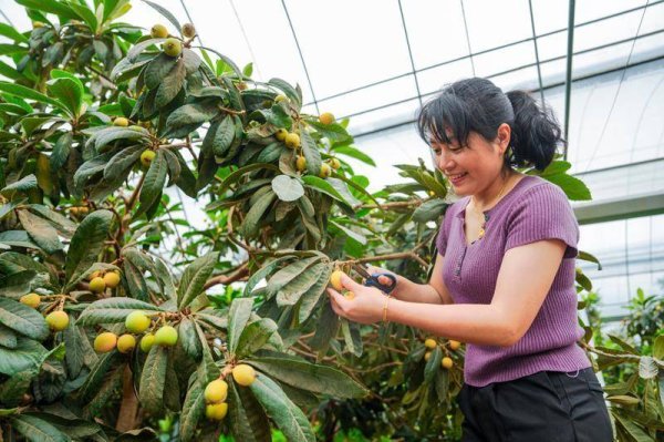 云资管 江西南丰：枇杷采摘忙