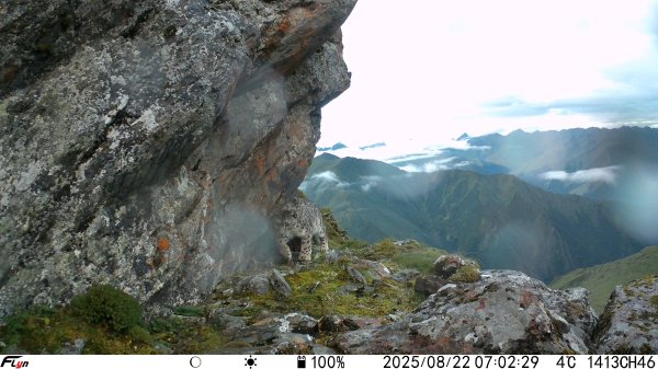 立盟策略 近距离看雪豹！大熊猫国家公园卧龙片区多次监测到雪豹活动